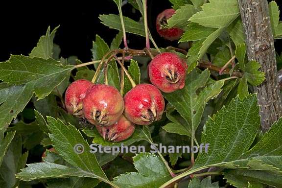 crataegus pinnatifida 6 graphic